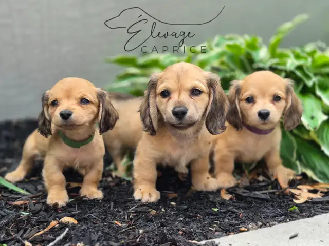 CHIOTS TECKELS POILS LONGS AVEC STÉRILISATION INCLUSE in Dogs & Puppies for Rehoming in Longueuil / South Shore - Image 3