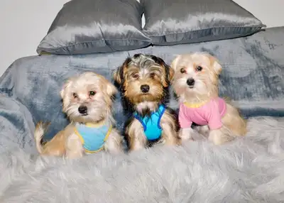 Chiots morkie, View more