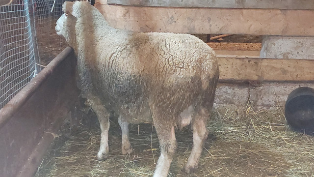 FOR SALE: Proven Breeder Ile De France Ram "RED" in Livestock in Dartmouth