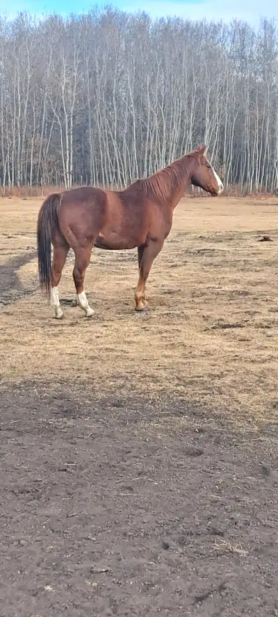 Quarter horse for sale, View more