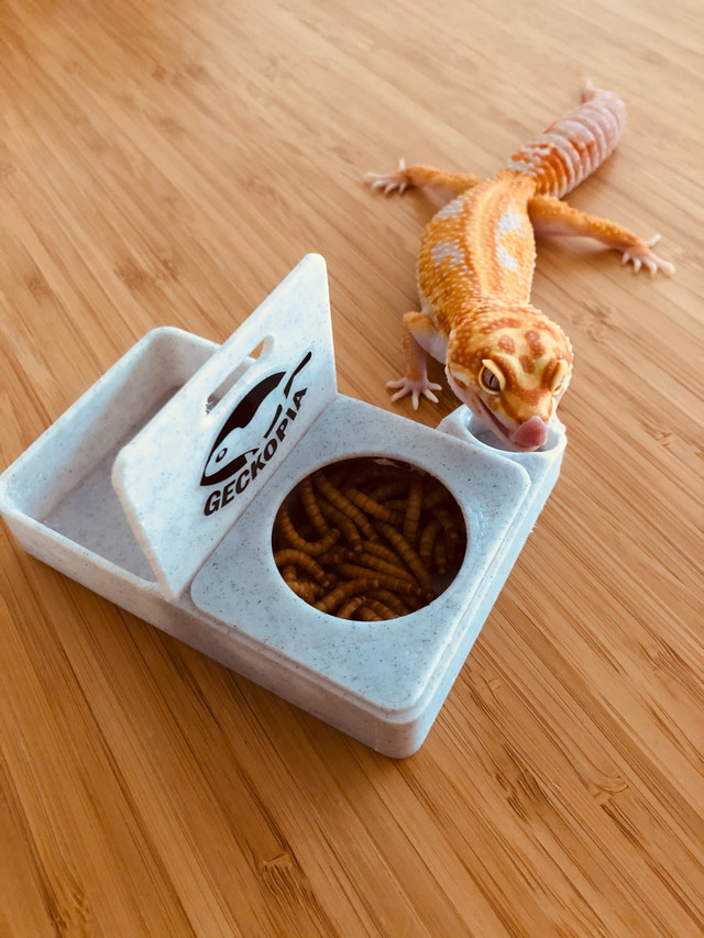 Gecko Dishes 3D Printed From Geckopia dans Reptiles et amphibiens à adopter  à Ville de Québec - Image 3