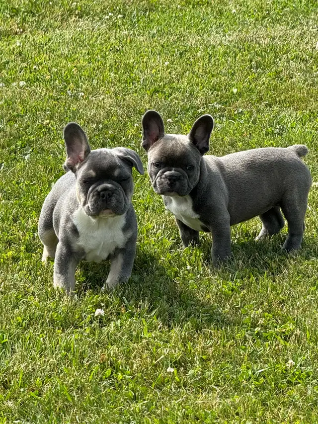  French bulldogs puppies  in Dogs & Puppies for Rehoming in Hamilton - Image 8