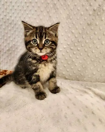 Beautiful kittens, View more