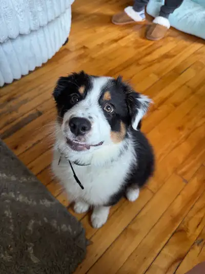 berger australien née le 14 mars un chiot mâle , View more