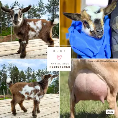 We have two stunning registered doelings available - out of CURL CREEK GT BONANZA X UDDERLY FABULOUS...