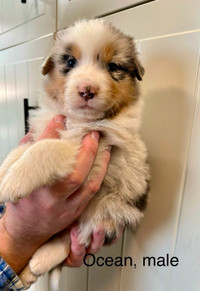 CKC Registered Aussie Puppies READY TO GO MAY 16!