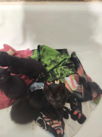 Five black kittens (pending) 