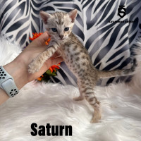 Savannah F4-SBT TICA suprême qualité - Saturn