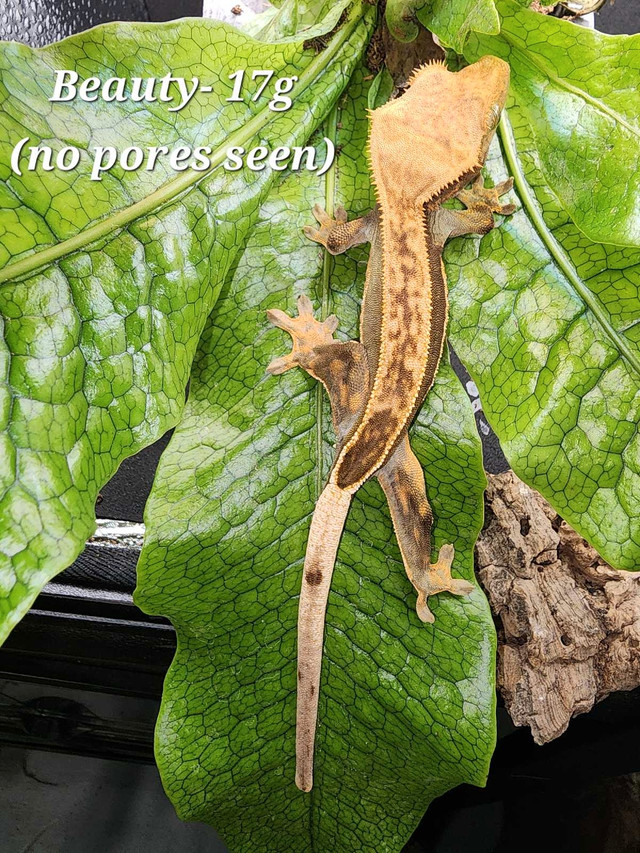 Beauty the Crested Gecko in Reptiles & Amphibians for Rehoming in Nanaimo - Image 2