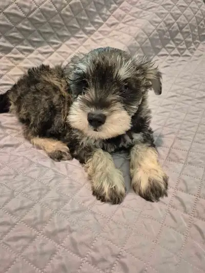 Min. Schnauzer boy!! Shihtzu girl & boy, View more