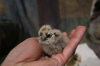 Heritage Chicks - Black Copper Marans, Silver Laced Wyandottes