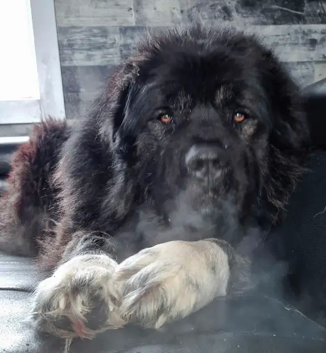 SEE YOU NEXT Fall 2026!!! in Dogs & Puppies for Rehoming in Winnipeg - Image 10