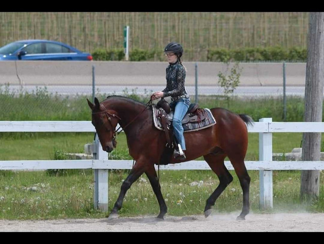 20 year old stbd gelding avail for part board on or lease in Horses & Ponies for Rehoming in Peterborough - Image 3