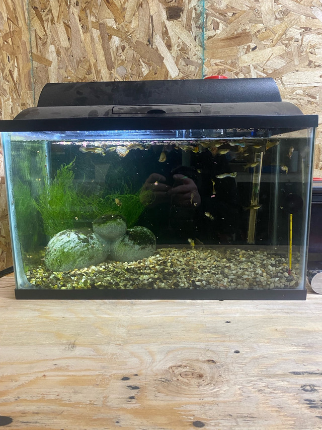  Guppies and 10 gallon fish tank  in Fish for Rehoming in North Bay
