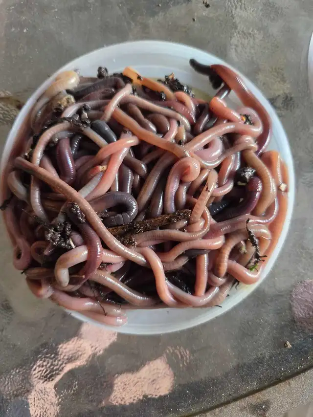 worms for fishing458404549625139200