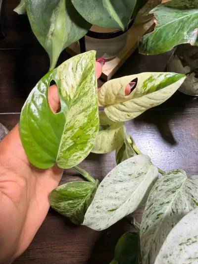 Epipremnum Pinnatum Marble Cuttings, View more