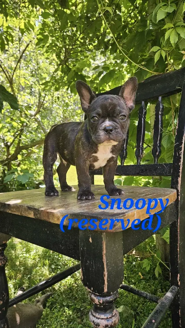 Super Cute French bulldogs for sale. in Dogs & Puppies for Rehoming in Winnipeg - Image 5