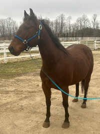  Sold —8 year old quarter horse mare 