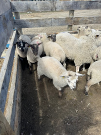 New crop replacement ewe lambs and butcher ram lamb, sheep  