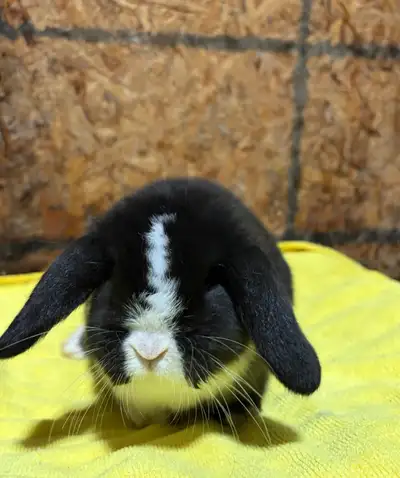 female holland lop, View more