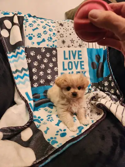 Micro Mini shorkie poo , View more