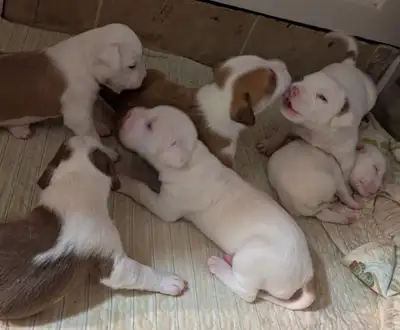 American bulldog X puppies available for Adoption., View more