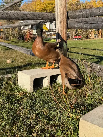 Khaki Campbell Ducks, View more