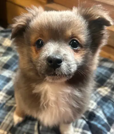 Pom/Yorkie x Pom/Shitzu mix Male Puppy, View more