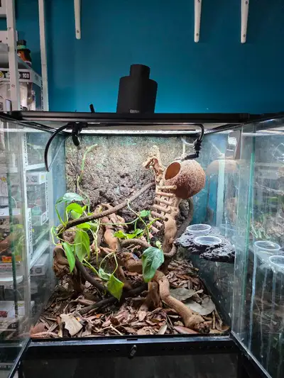 gecko a crête avec terrarium bioactive , View more