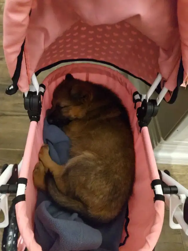 German shepherd puppies in Dogs & Puppies for Rehoming in Guelph - Image 5