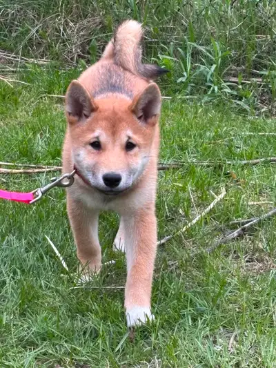 Chiot Shiba Inu, View more