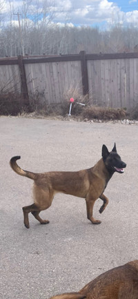 Belgian malinois female for sale 