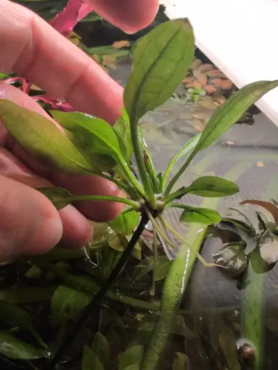Amazon Sword Aquarium Plant , View more