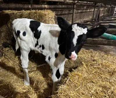 heifer calf, View more