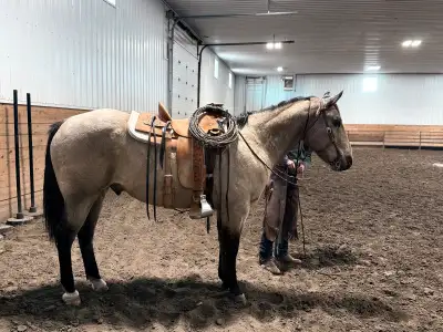 11 year old Buckskin Gelding, View more