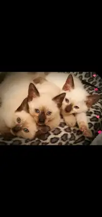 ❤️Chatons Siamois Vaccinés❤️Pure Siamese Kittens Vaccinated❤️