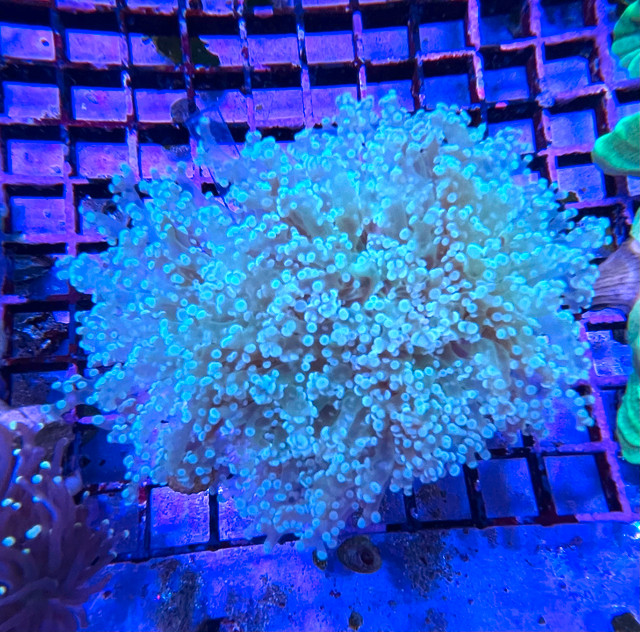 AFK Reef's Coral Patch in Fish for Rehoming in City of Halifax - Image 2