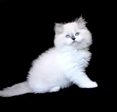 Purebred Ragdoll Female Kittens, View more