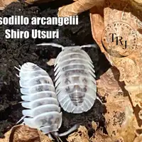 Nesodillo Shiro Utsuri Isopods! Designer Isopod, rare isopods 
