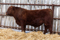 Yearling Red Angus Bulls
