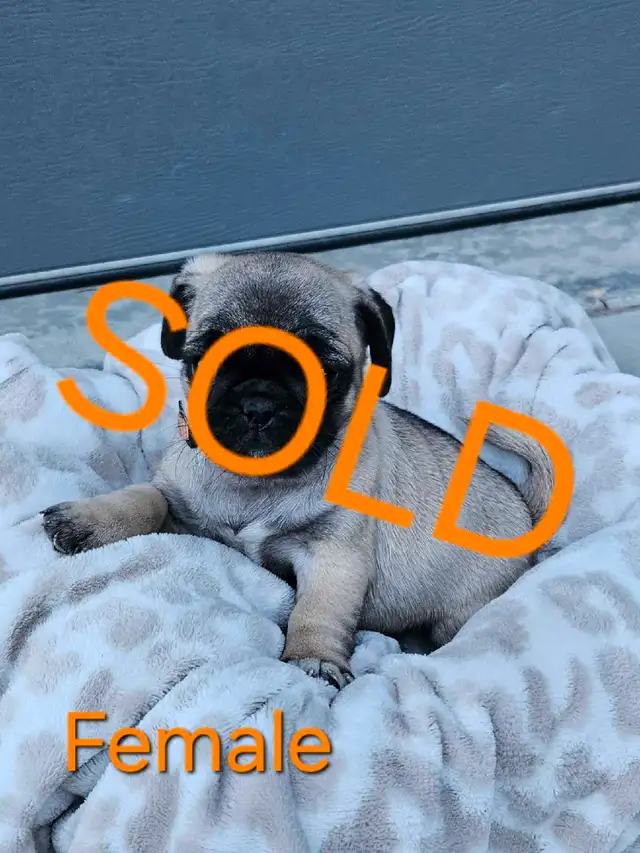 Pug Puppies in Dogs & Puppies for Rehoming in Portage la Prairie - Image 9