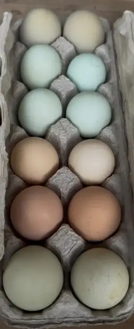 Fresh Free Range Eggs, View more