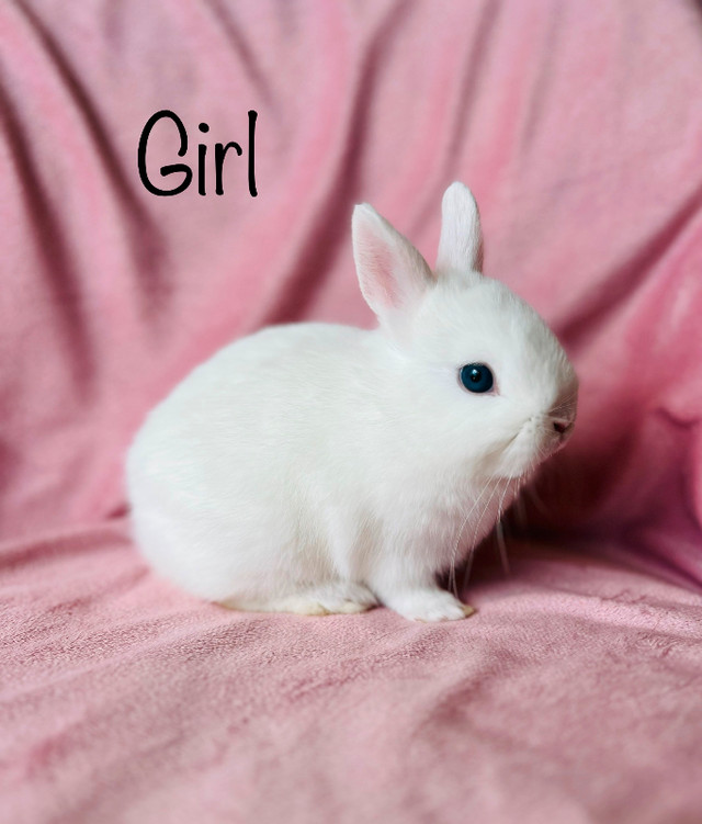 Sold,PPU. Dwarf Bunnies in Small Animals for Rehoming in Saskatoon - Image 2