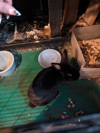 Rabbit for rehome
