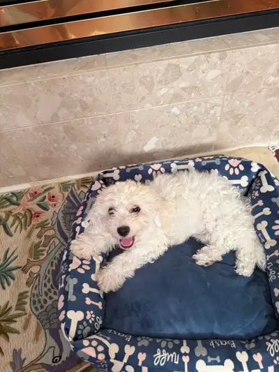 Bichon Frise pup for sale. $1300., View more