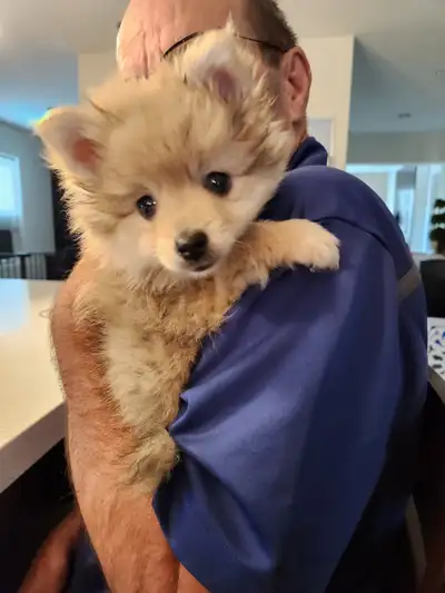 Rare Fox Face Toy Blue Merle Pomeranian Puppies!, View more