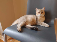 High quality Scottish fold/straight kittens boys shorthair