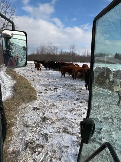 All 3rd calf cows, preg checking next week. Bred to Black Angus or Black Simmental bulls. Angus, Gel...