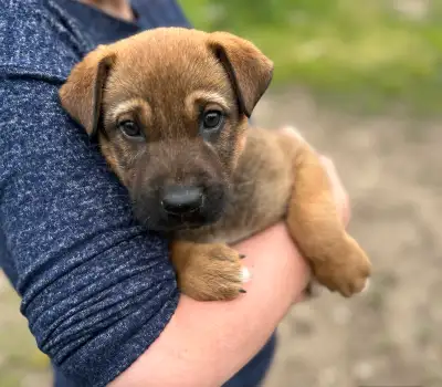 ❤️ Puppies ❤️, View more