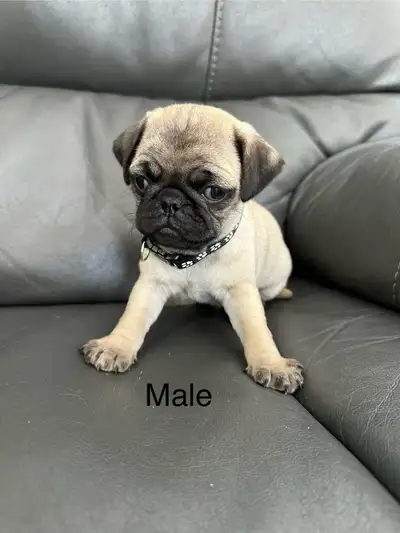 I have a litter of 5 pug babies looking for their new home. They are six weeks old, there are two ma...